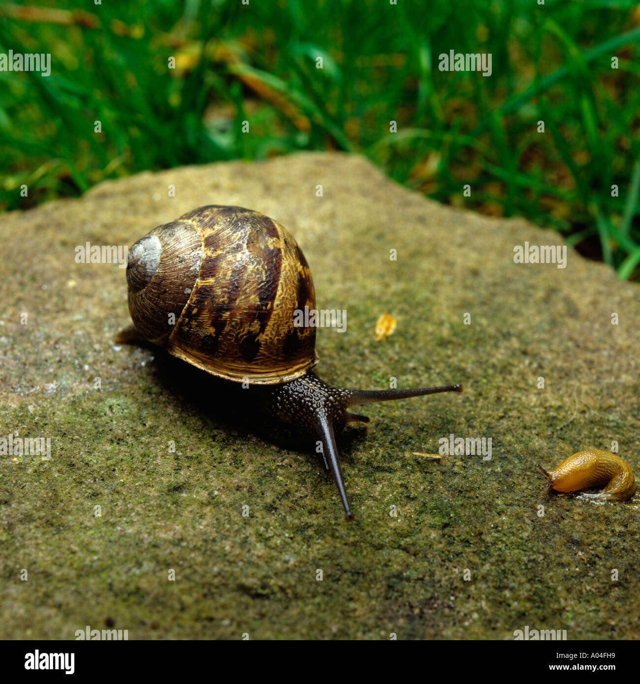 Pesti di giardino e di lumaca slug Foto Stock