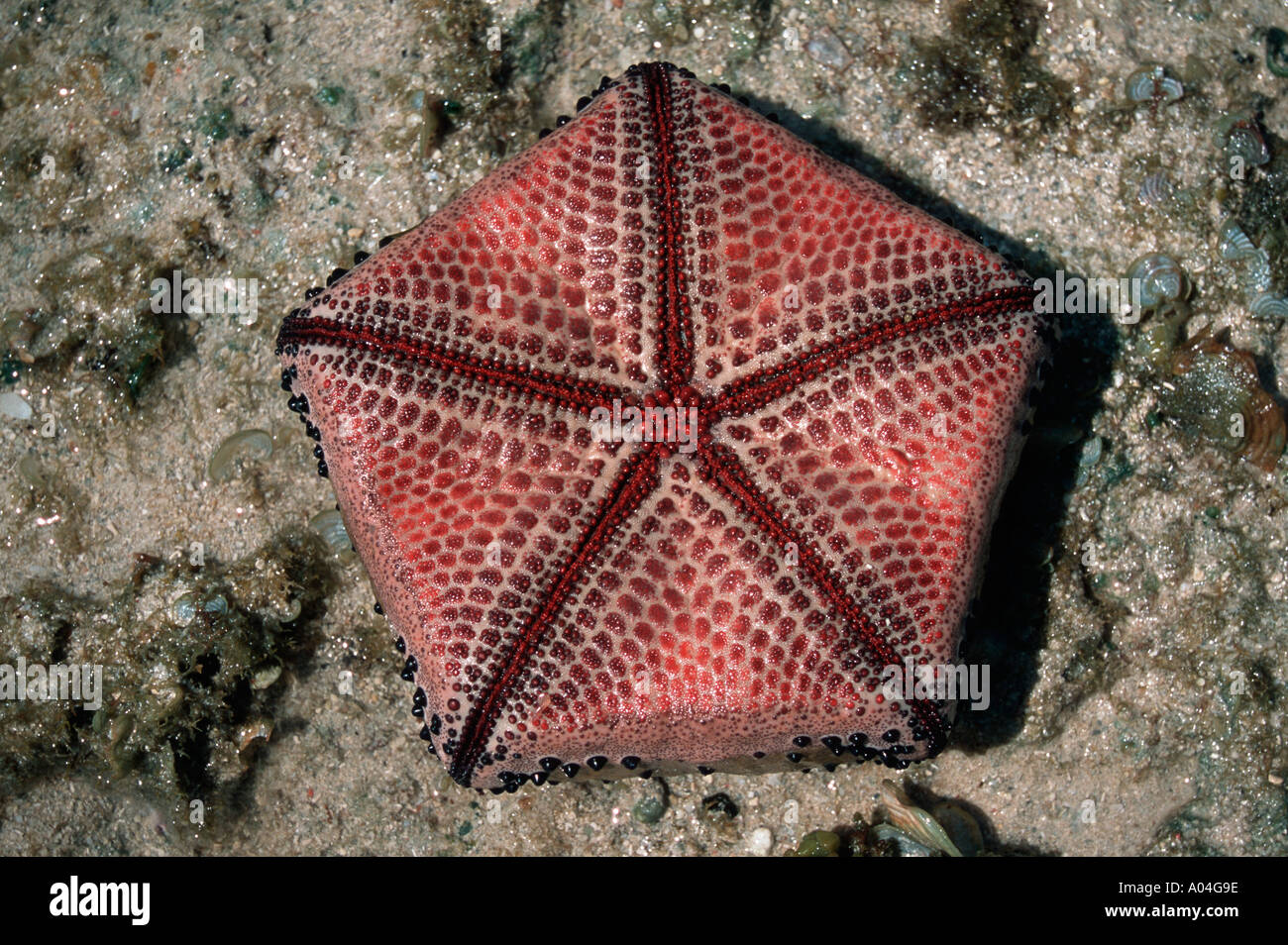 La parte inferiore del cuscino starfish Tanga costa della Tanzania Foto Stock