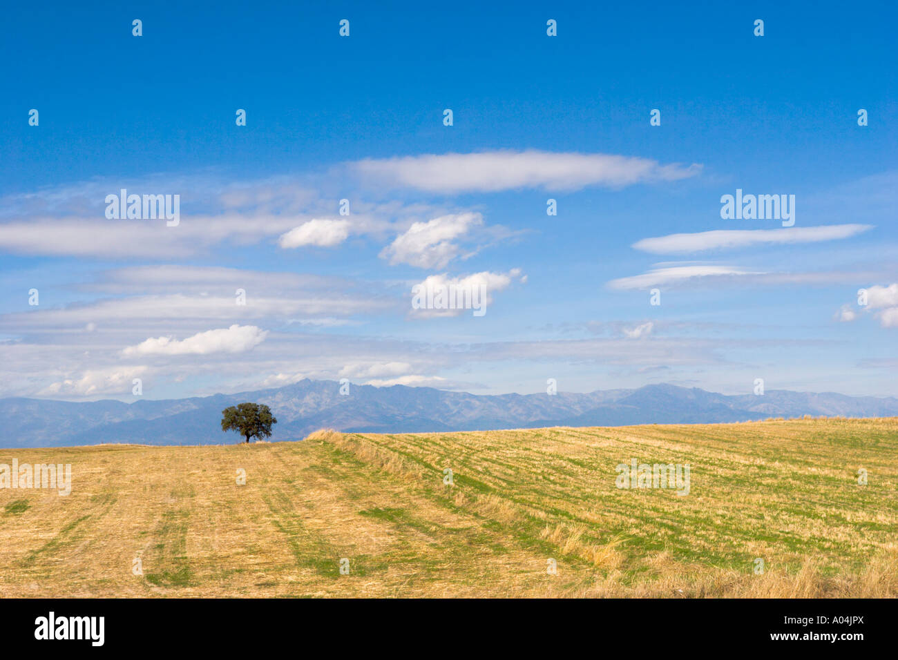 Albero solitario Foto Stock