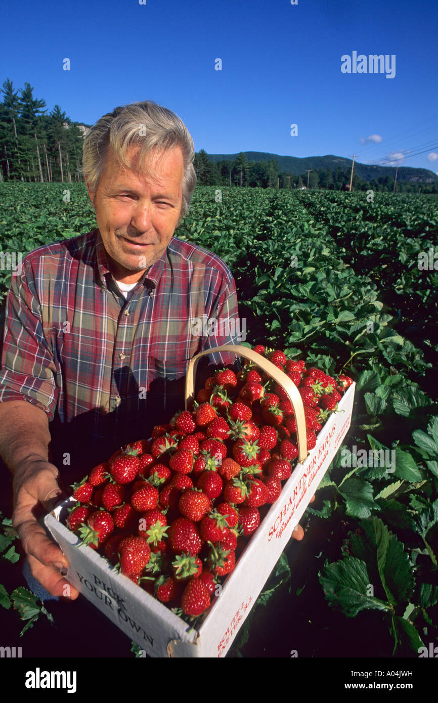 PICK-VOSTRO-PROPRIA PATCH di fragola vicino a North Conway, New Hampshire. Luglio. Foto Stock