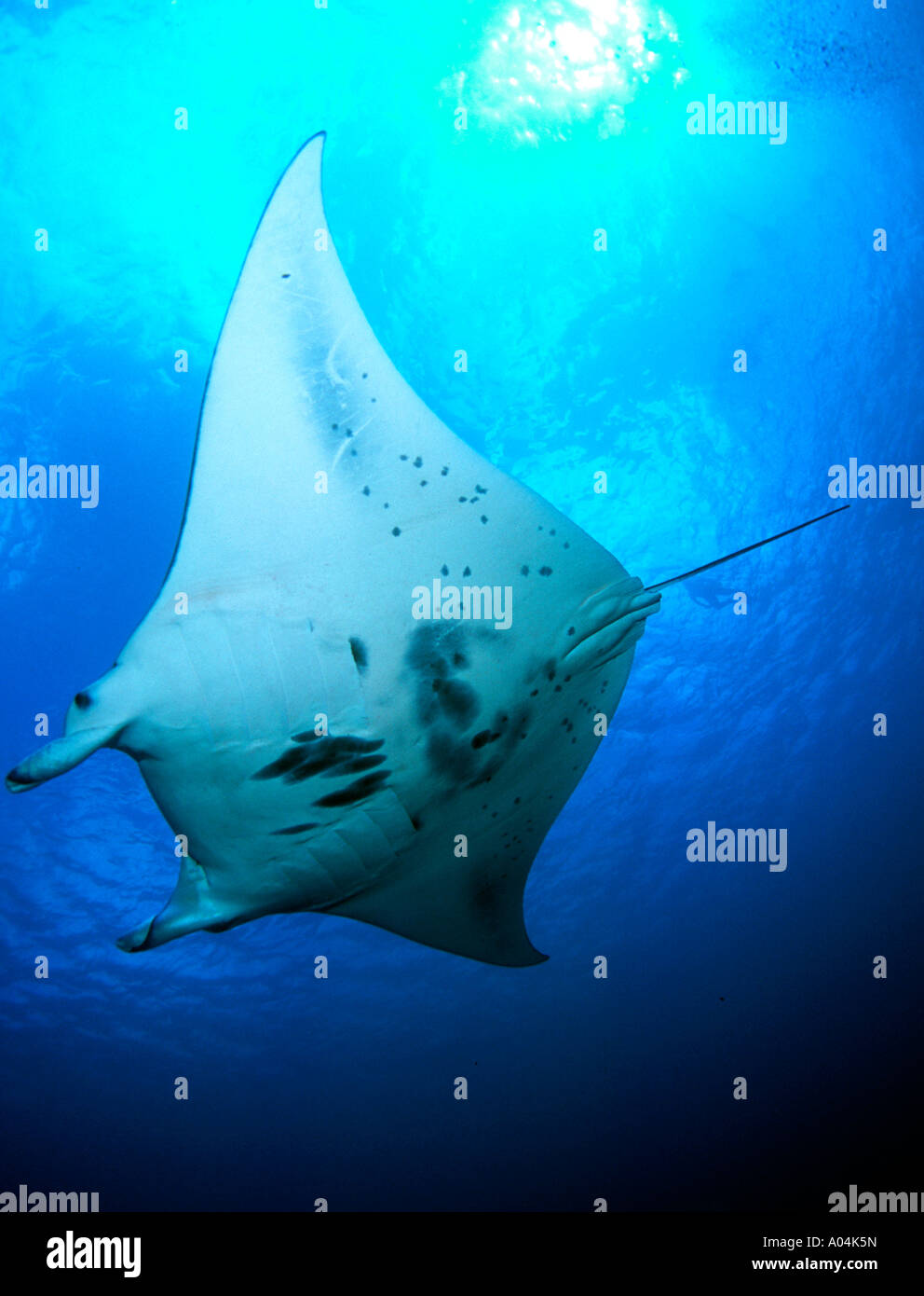 Manta ray nel canale Goofnuw Yap island micronesia sud pacifico Foto Stock