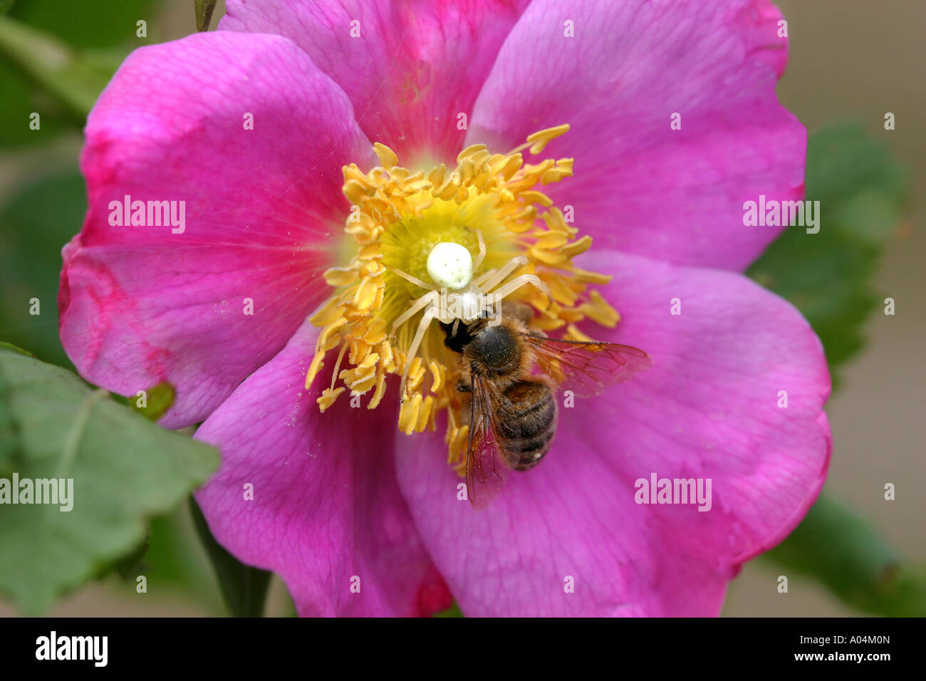 38,848.03830 mortale per la bellezza e il Triangolo mortale -- rose, Spider, Bee Foto Stock