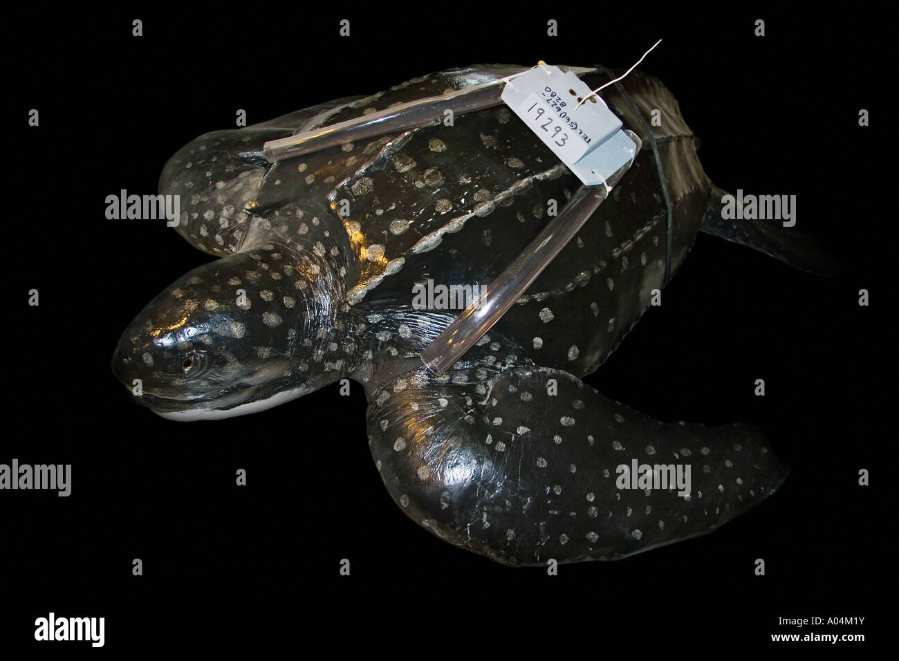 Diorama di liuto Sea Turtle Dermochelys coriacea con un sistema di localizzazione via satellite trasmettitore Juno Beach Florida Foto Stock