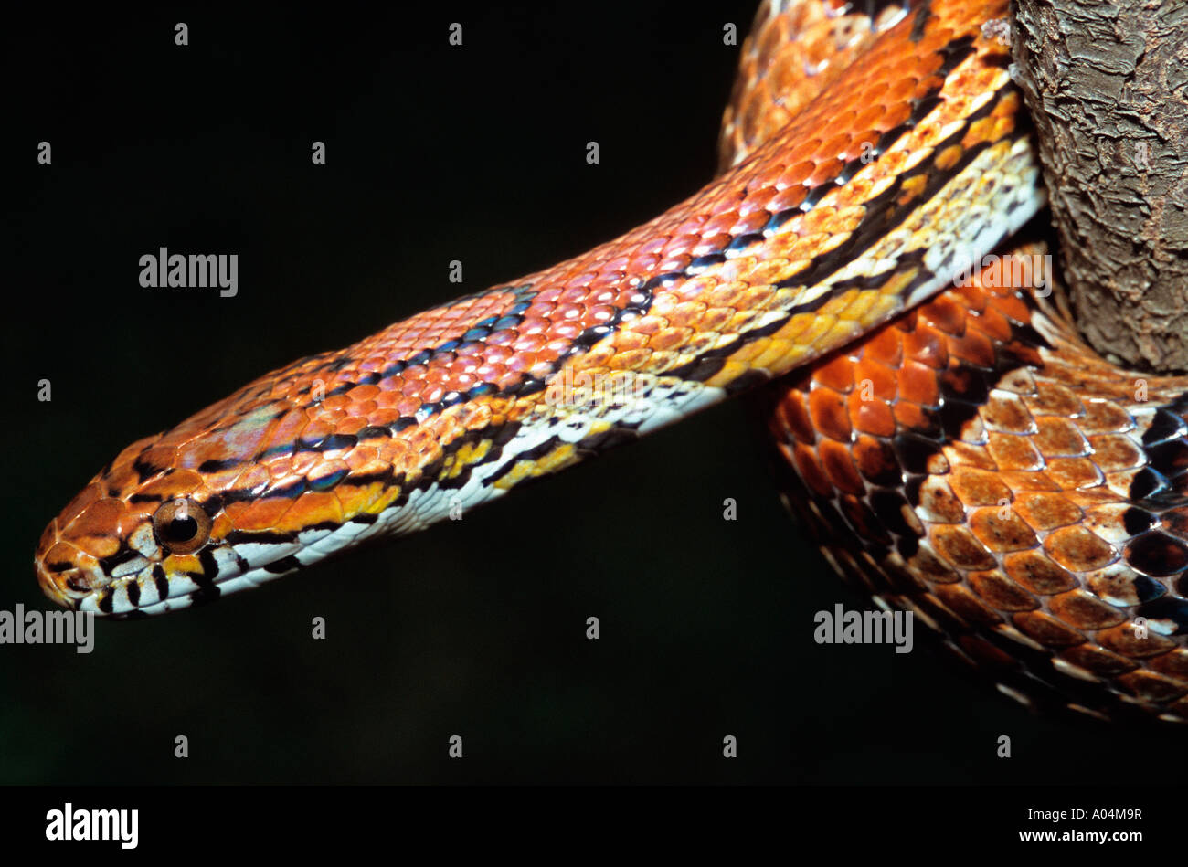Elaphe guttata, Cornsnake, pet snake Foto Stock