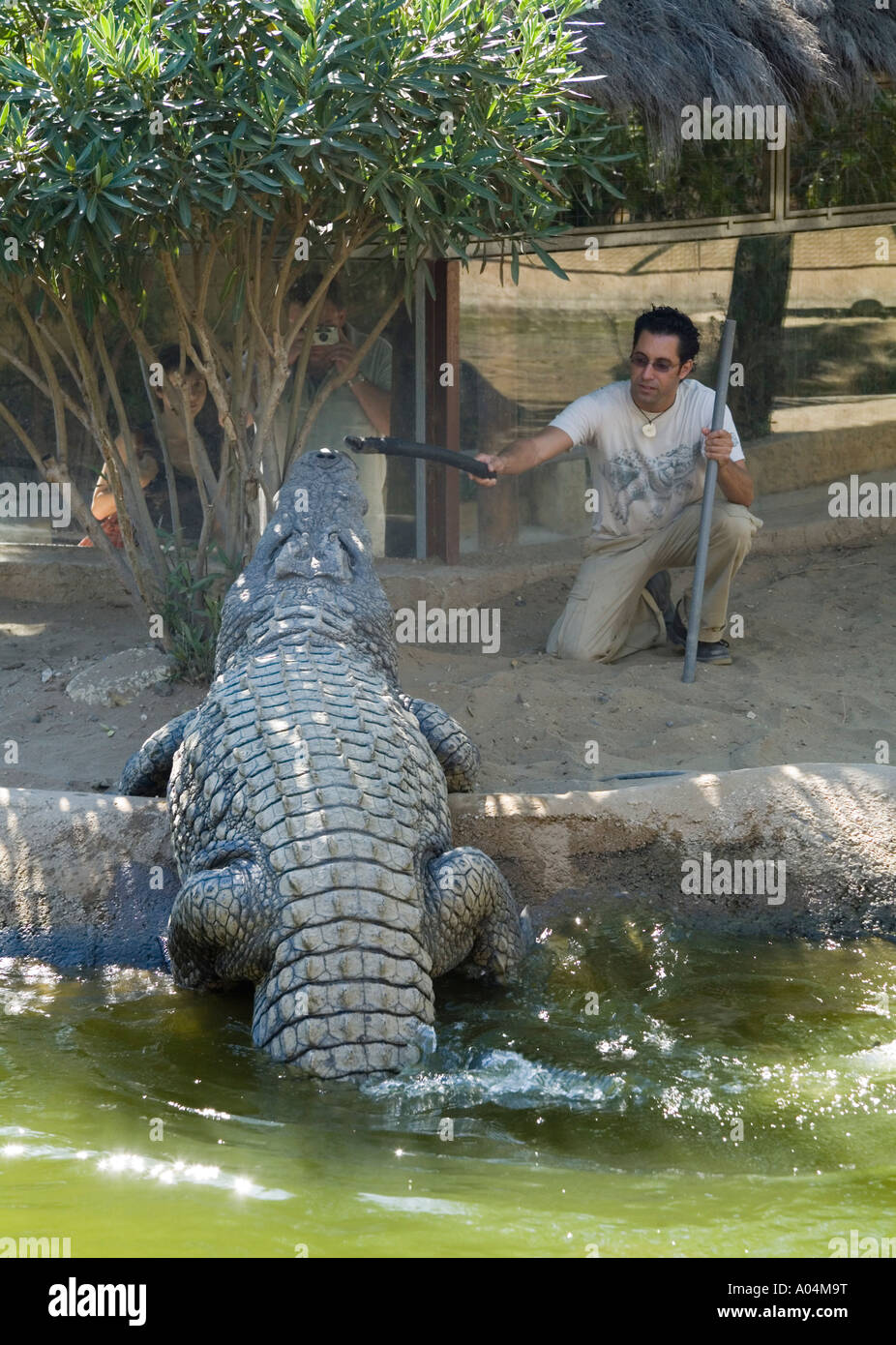 Torremolinos Costa del Sol Malaga Provincia Spagna Crocodile Park Keeper con Big Daddy grande coccodrillo in Spagna Foto Stock