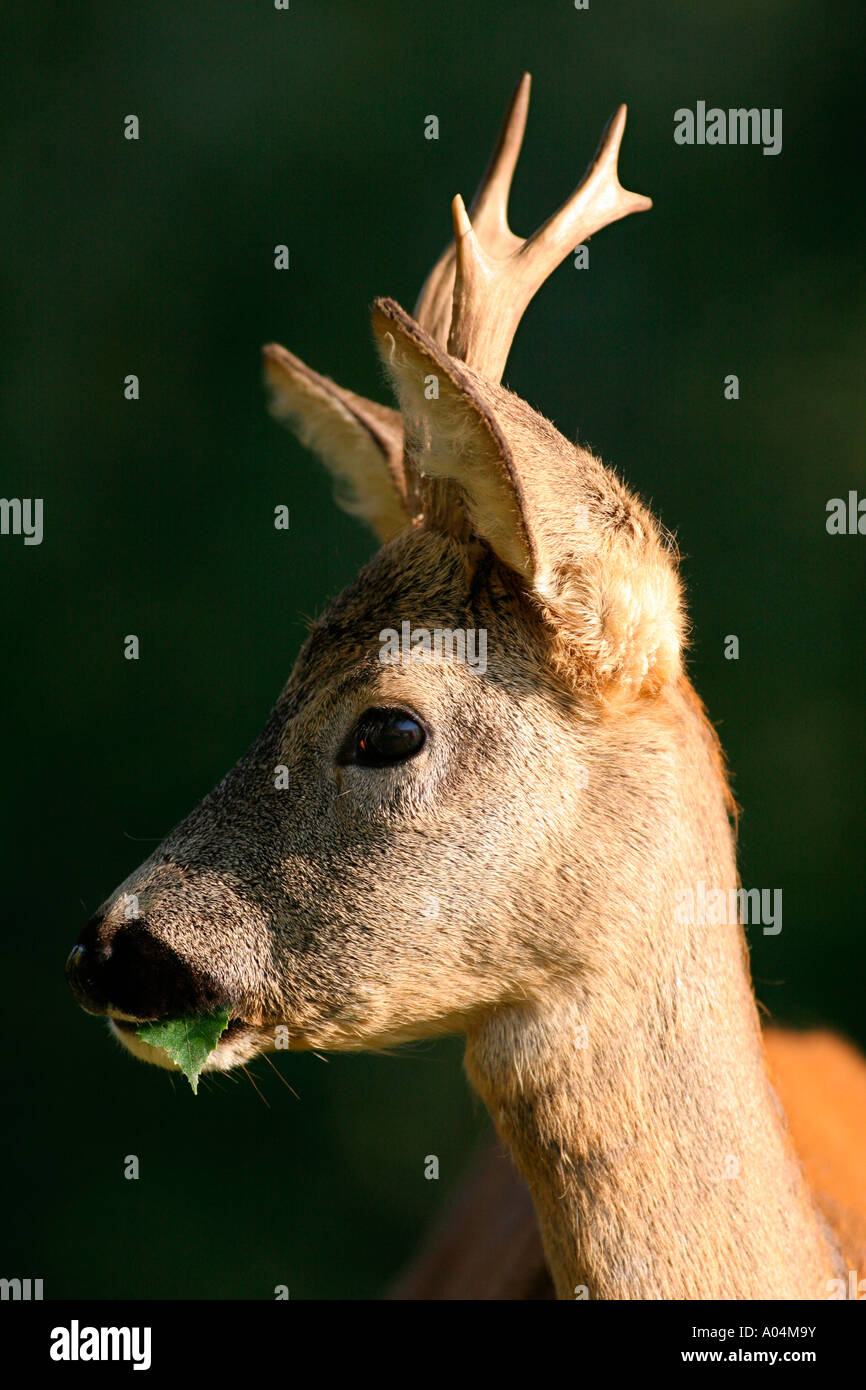 Il Capriolo maschio, Capreolus capreolus, testa, ritratto verticale (immagine digitale) Foto Stock