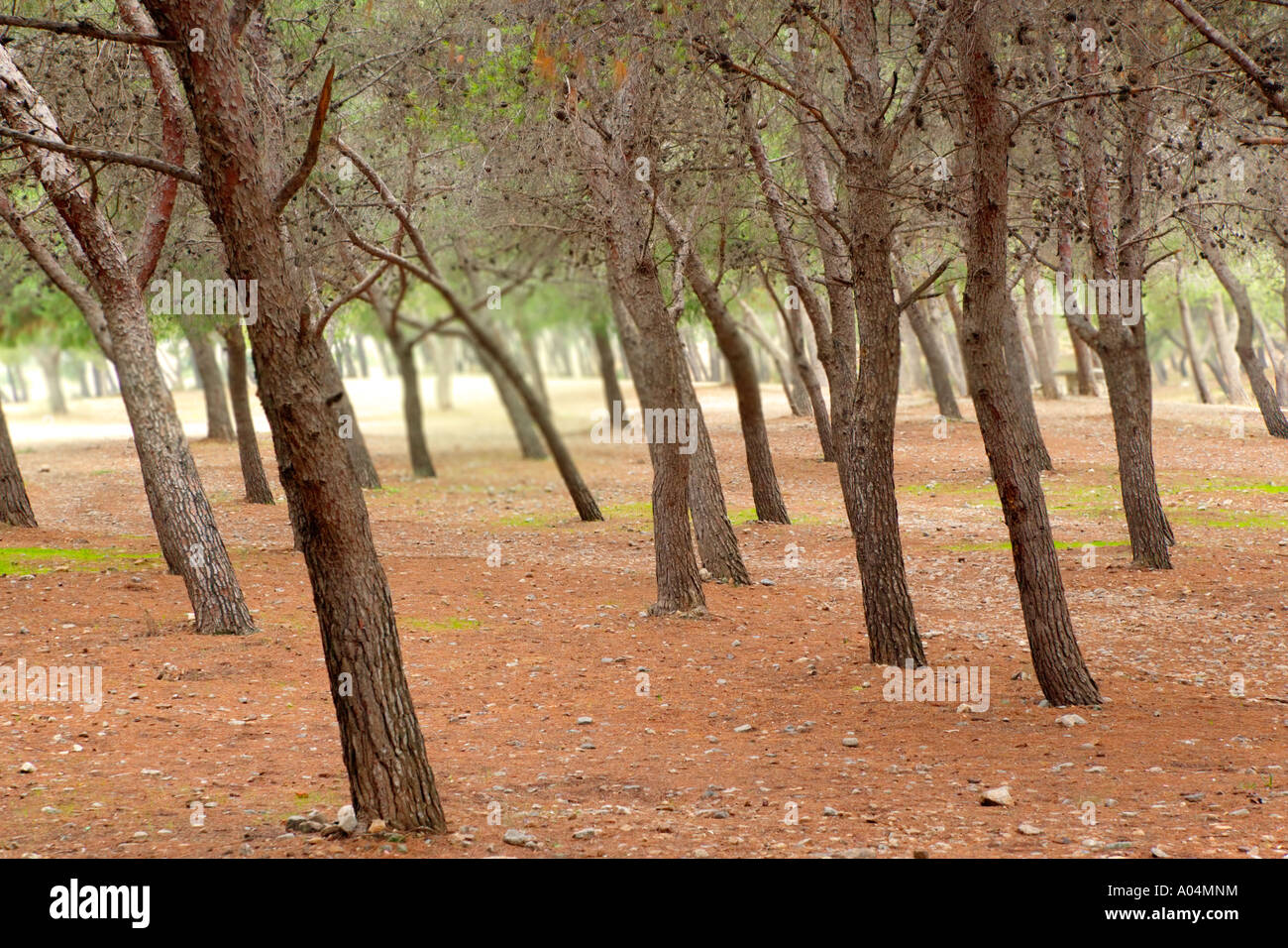 Foresta del pino Foto Stock