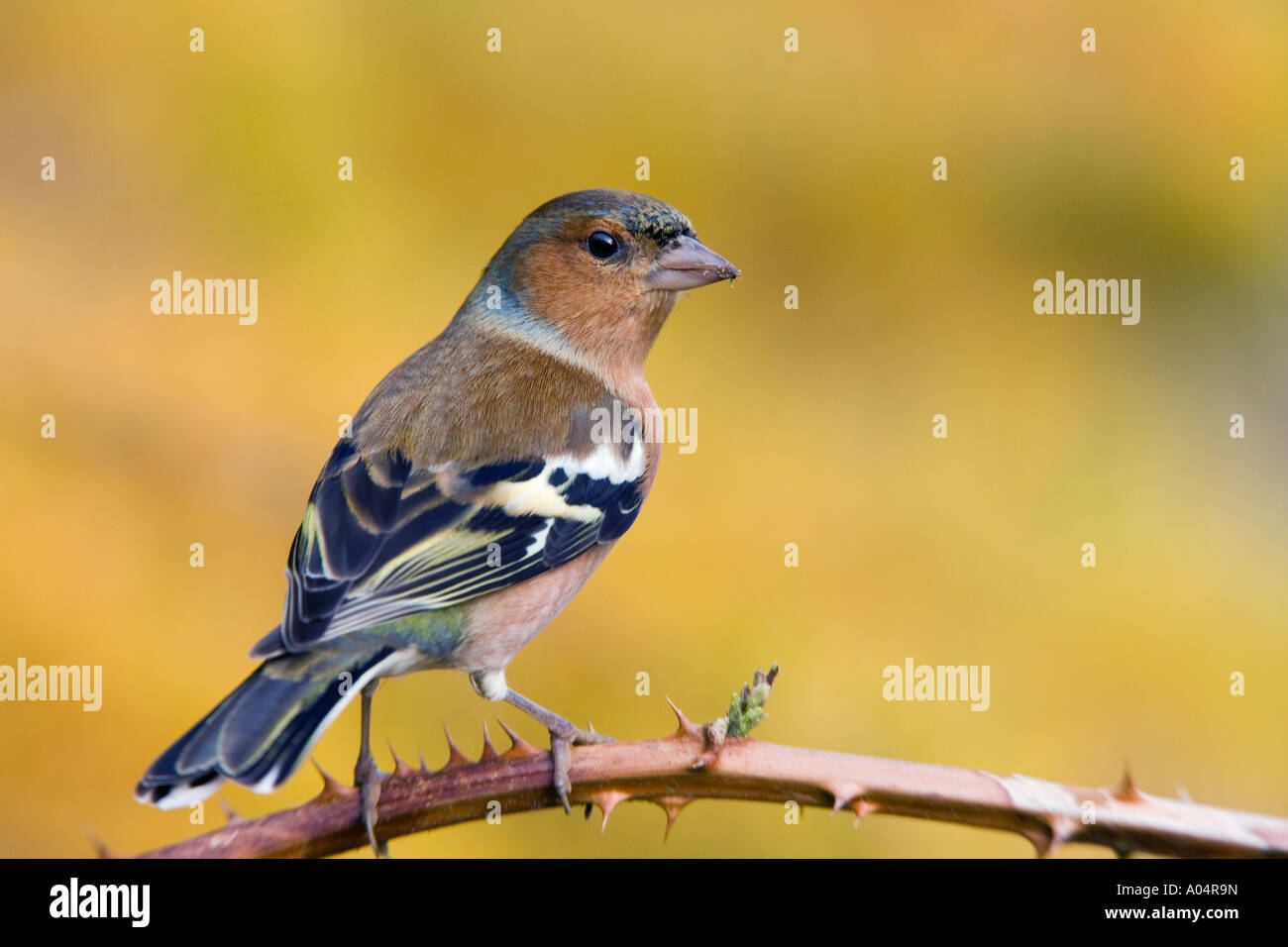 Fringuello Fringilla coelebs arroccato su rovo cercando avviso con bella disinnescare sfondo autunnale potton bedfordshire Foto Stock