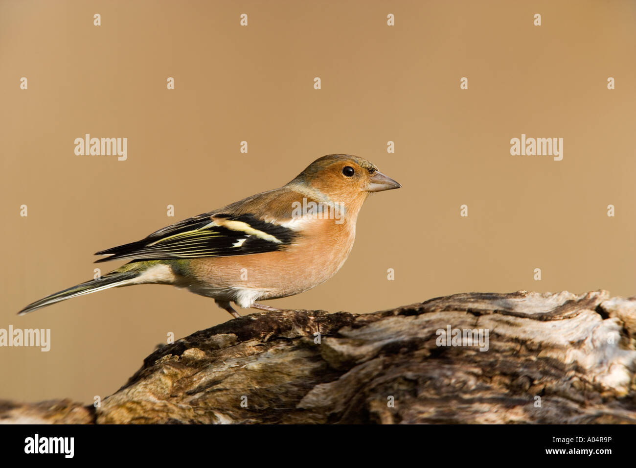 Fringuello Fringilla coelebs in piedi sul registro con bello sfondo disinnescare potton bedfordshire Foto Stock