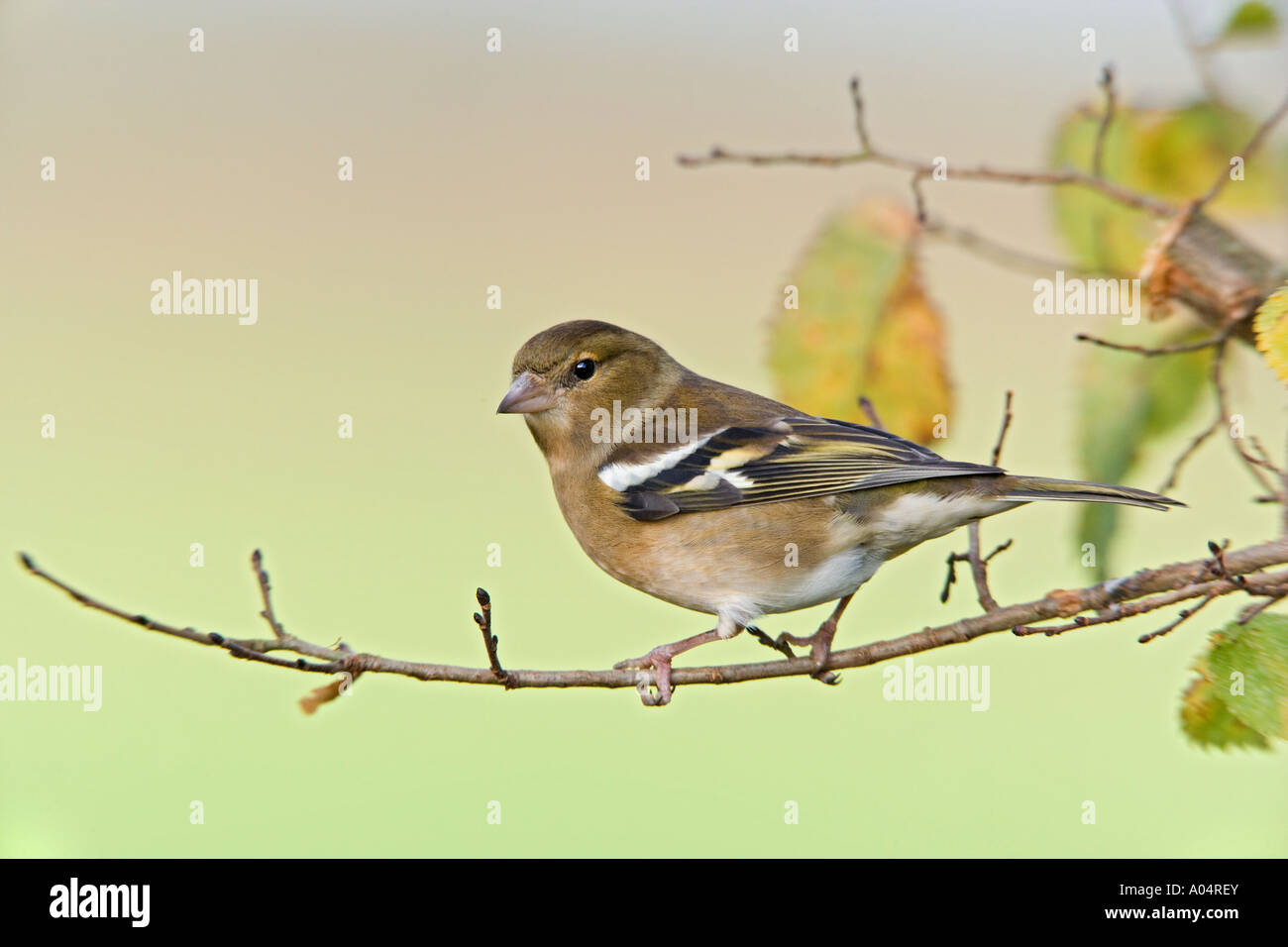 Fringuello Fringilla coelebs sat sul ramo con foglie autunnali cercando alert potton bedfordshire Foto Stock