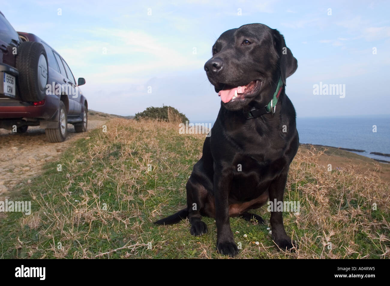 Un amichevole cercando cane in appoggio le sue ossa in campagna Foto Stock