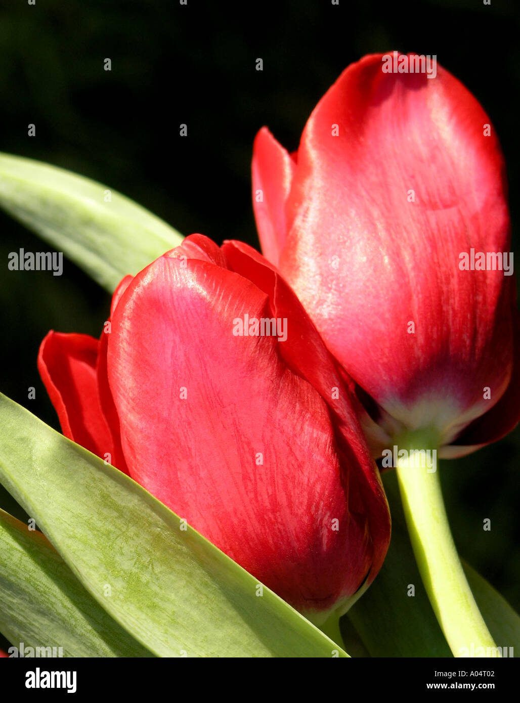 Red tulip fiori contro uno sfondo nero Foto Stock