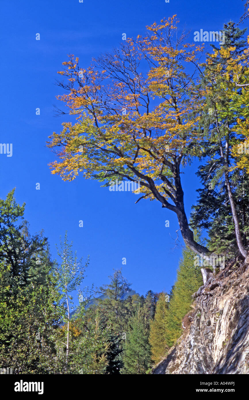Faggio europeo, comune faggio (Fagus sylvatica) albero che cresce su una parete di roccia Foto Stock