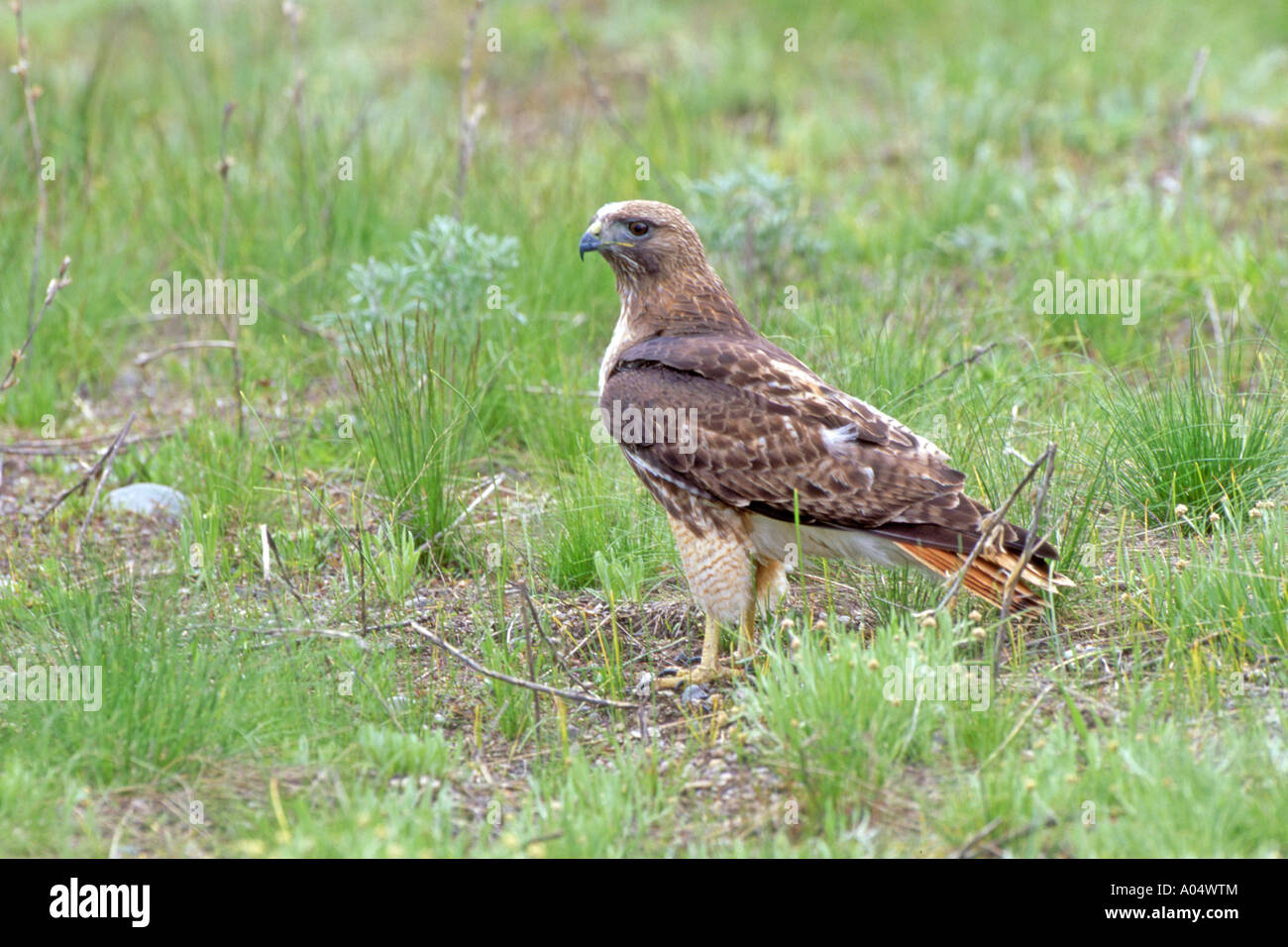 Red tailed poiana, Red tailed Hawk (Buteo jamaicensis) stando a terra Foto Stock
