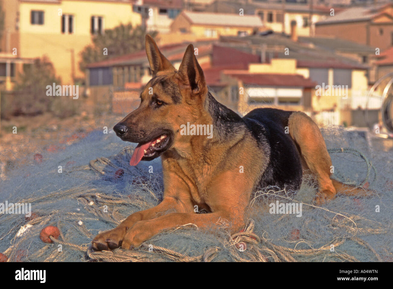 Pastore Tedesco cane, alsaziano (Canis lupus familiaris) giacente su una rete da pesca Foto Stock