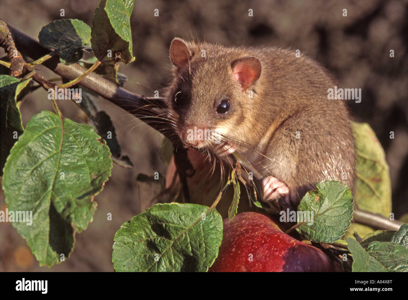 Moscardino commestibili (Glis glis) in apple tree Austria Tirolo settembre Foto Stock
