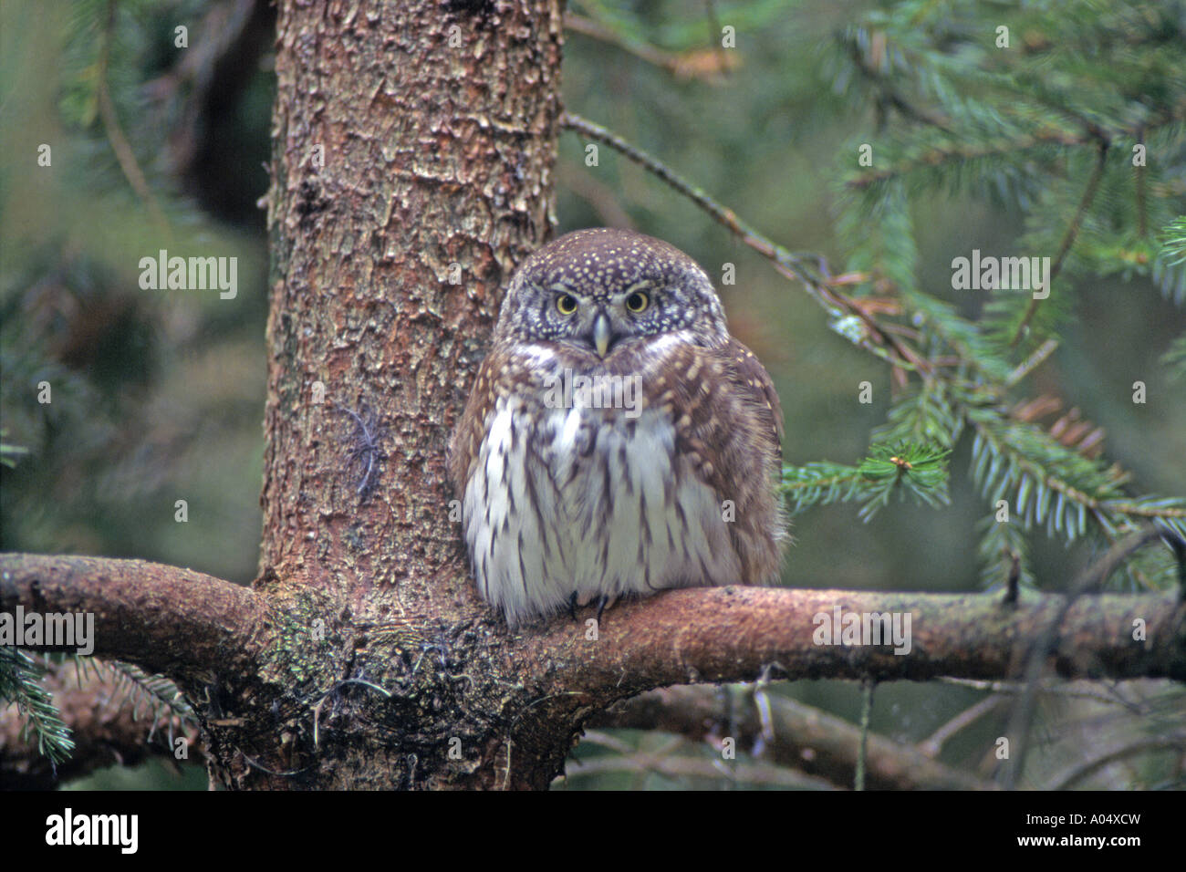 Il Gufo pigmeo (Glaucidium passerinum) arroccato su pine Foto Stock