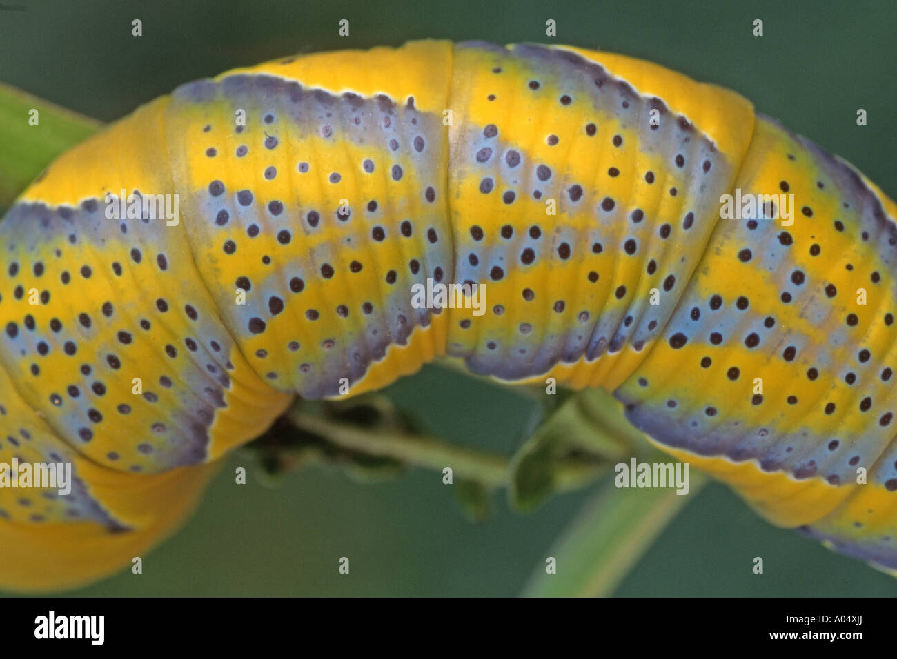 Testa di decessi Hawkmoth (Acherontia atropo), close up dei vari segmenti corporei di un bruco mostra pattern di colori Foto Stock