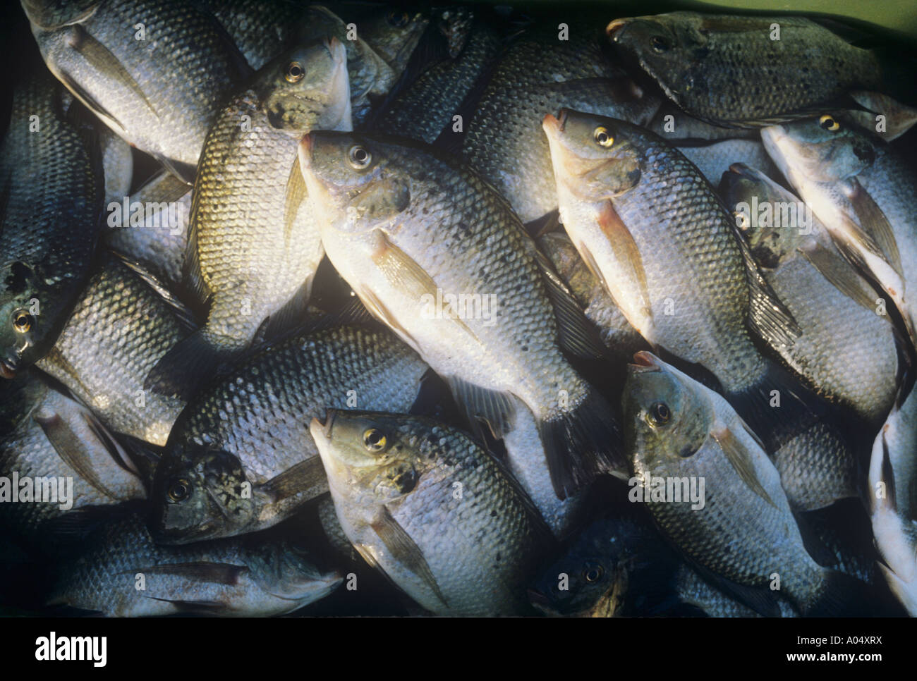 St Peters - pesce tilapia zilli - dal mare di Galilea in Israele Foto Stock