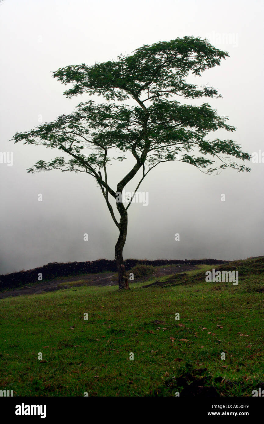 Un lone tree il centraggio di una collina erbosa in un giorno nuvoloso in Munnar Kerala Foto Stock