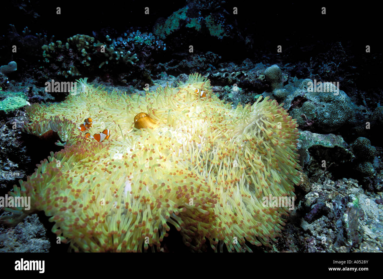 Imbianchiti magnifico mare anemone, Heteractis magnifica, a causa dalle calde acque portato da El Nino. Borneo Malese. Foto Stock