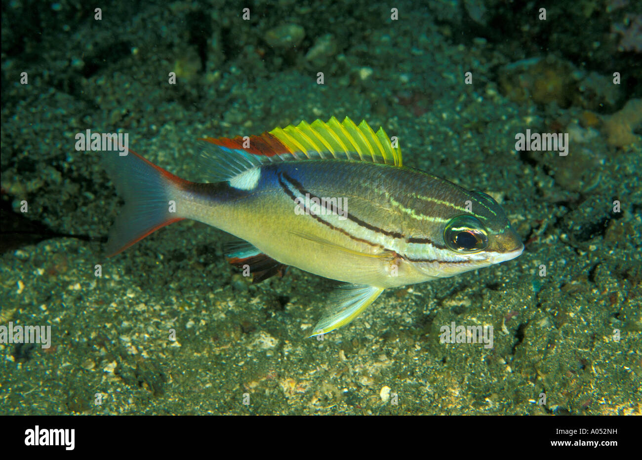 Monocolo imbrigliato breme, Scolopsis bilineatus Sulawesi, Indonesia. Foto Stock