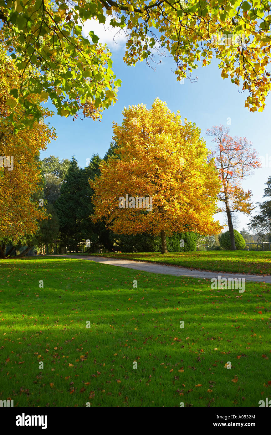 Albero in colori autunnali in Margam Park Foto Stock