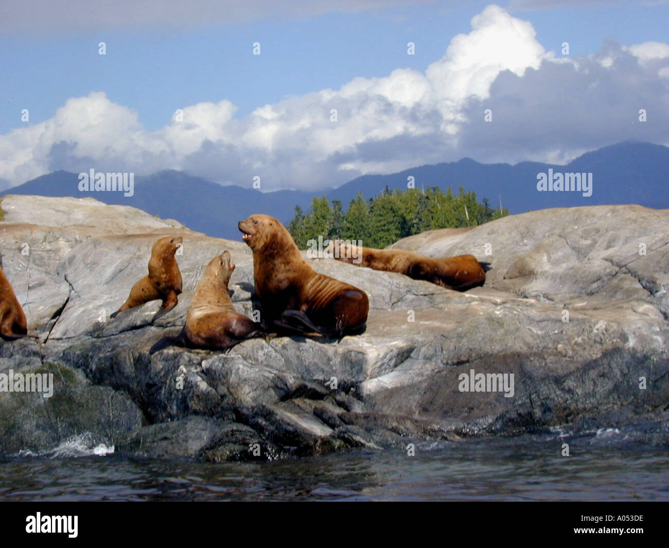 Stellar leoni marini riposano sugli scogli n Northern British Columbia CA Foto Stock