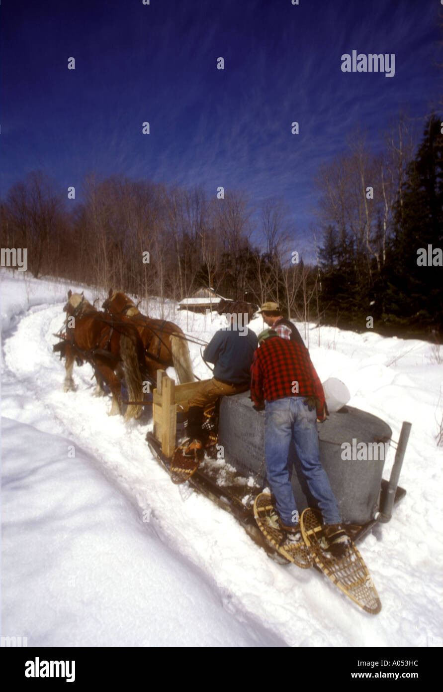 Maple sugarmaker ride una slitta per raccogliere sap da alberi di acero nel Vermont. Foto Stock