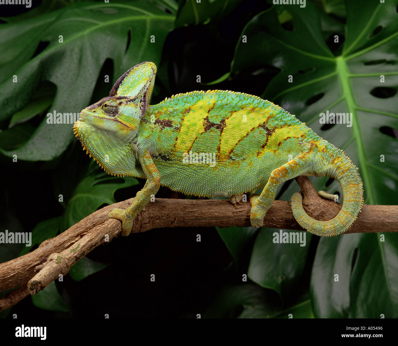 Chameleon Foto Stock