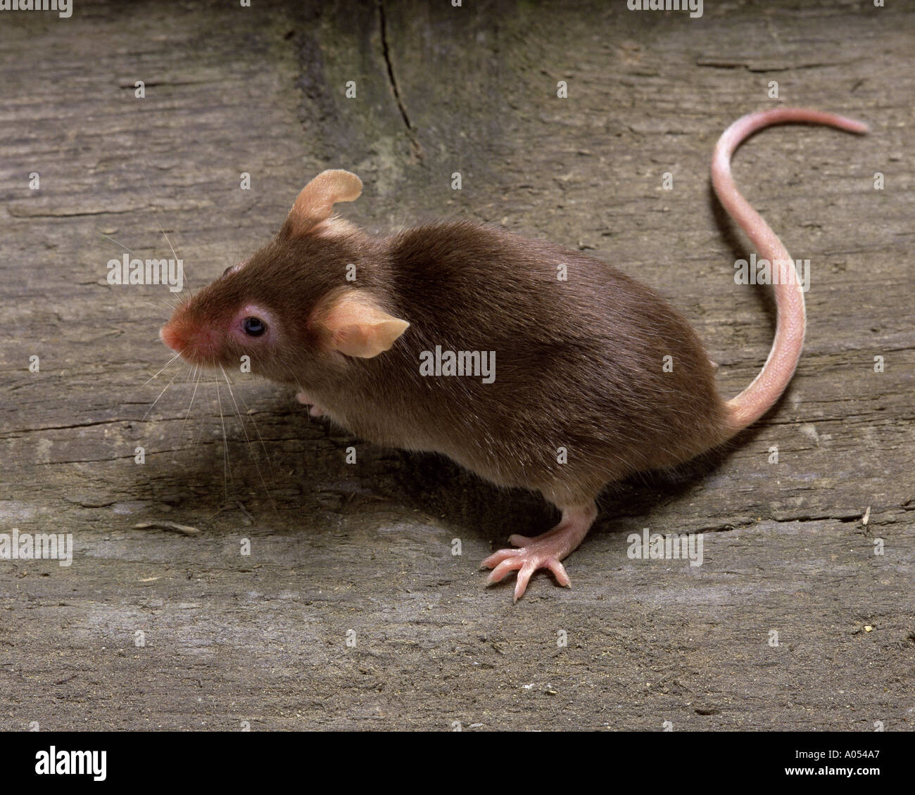 Mouse Foto Stock