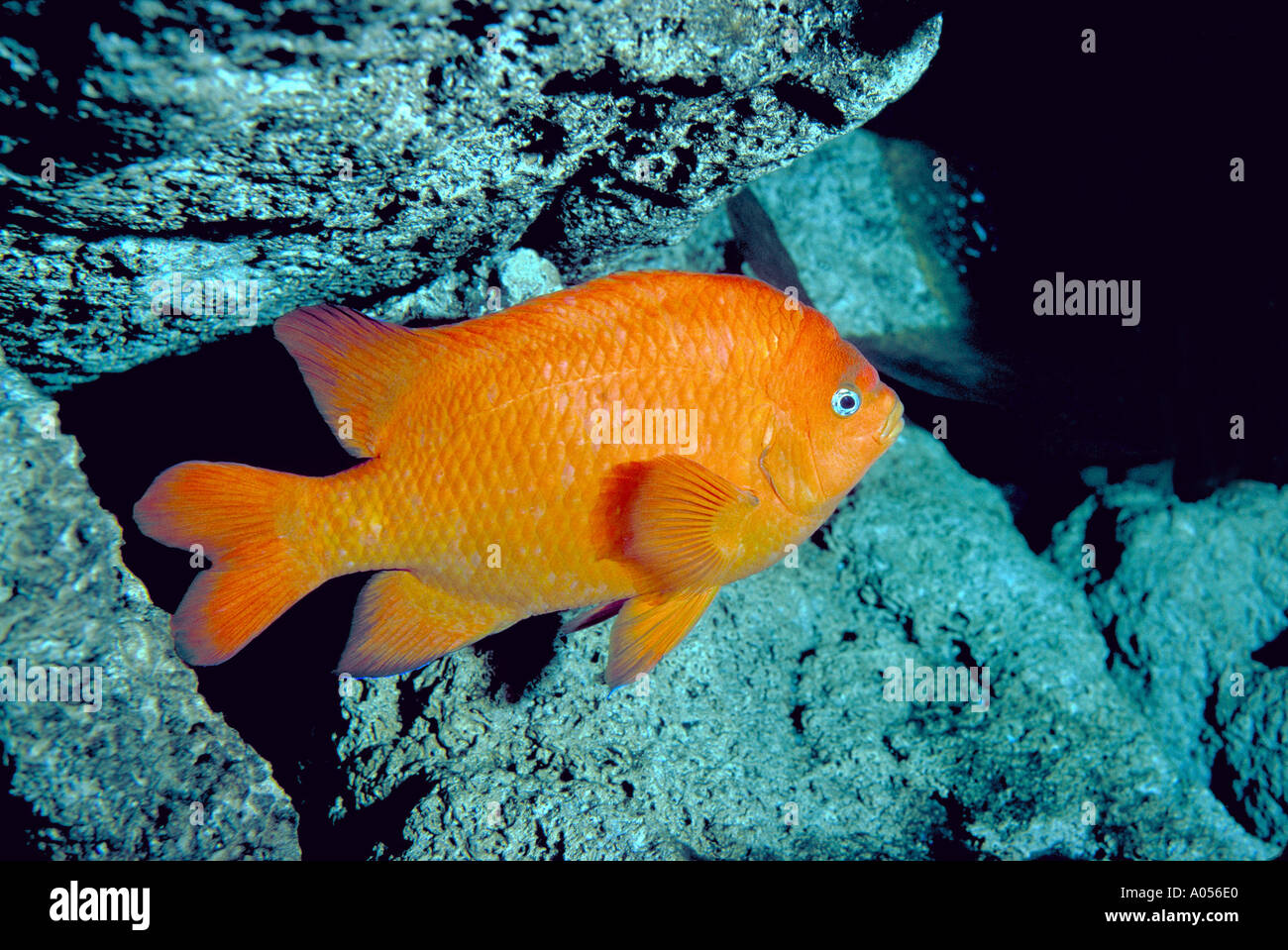 Garibaldi pesci di acqua di sale di mare profondo mare kelp forest rosso arancione Foto Stock