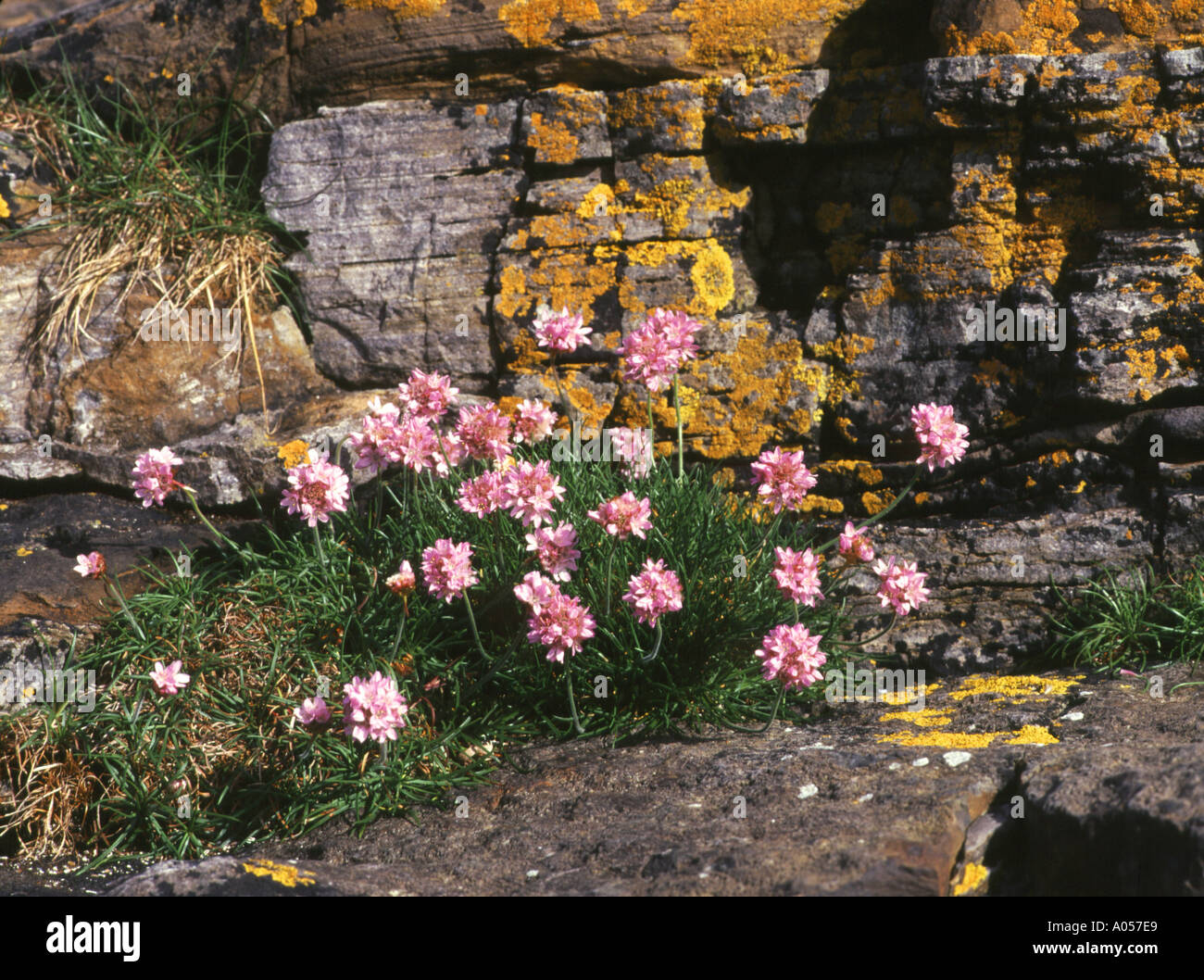dh Armeria Maritima THRIFT UK Sea Pinks Armeria maritima e arancio lichen mare Cliff Orkney roccia rosa balestra fiori primavera scozia flora Foto Stock