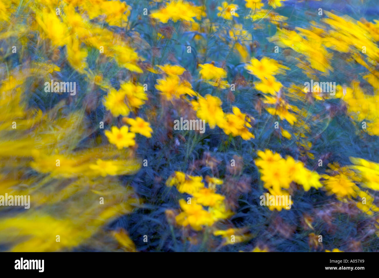 Giallo fiori a margherita muoversi nella brezza con sfondo blu Foto Stock