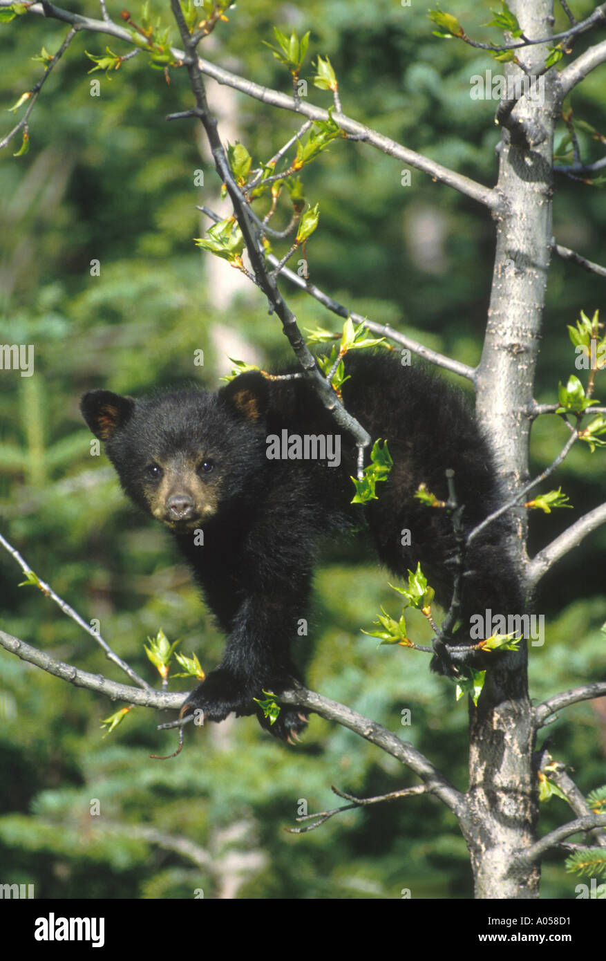 MBK-37 Black Bear Cub in Aspen Foto Stock
