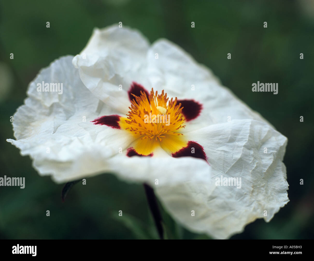 'Onu ROSE' Cistus x purpureus "Alan Fradd' Fiore REGNO UNITO Foto Stock