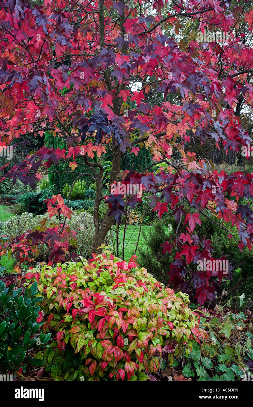 Fogliame di autunno Foto Stock
