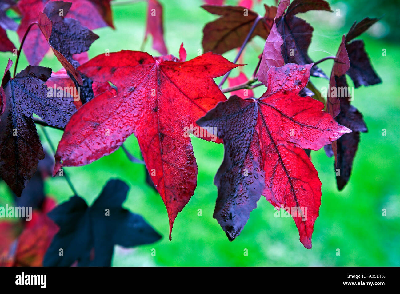 Aceri rossi Foto Stock