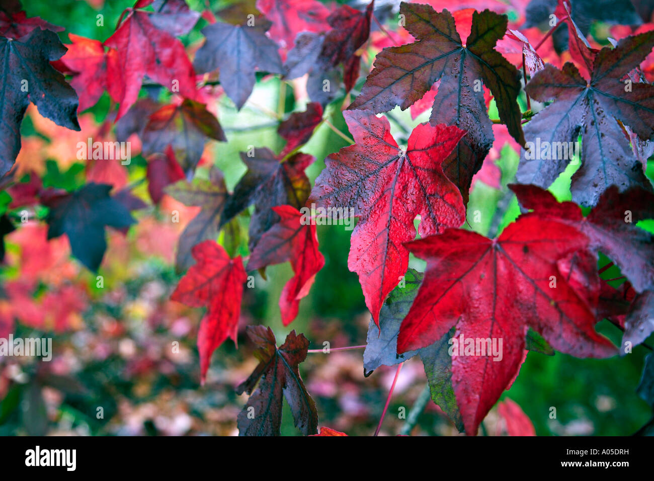 Aceri rossi Foto Stock