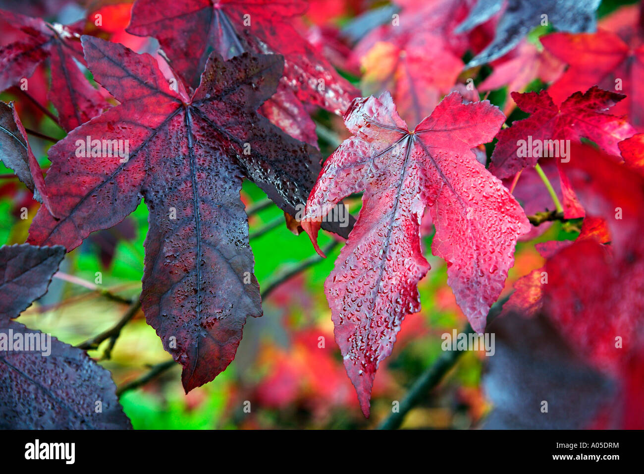 Aceri rossi Foto Stock