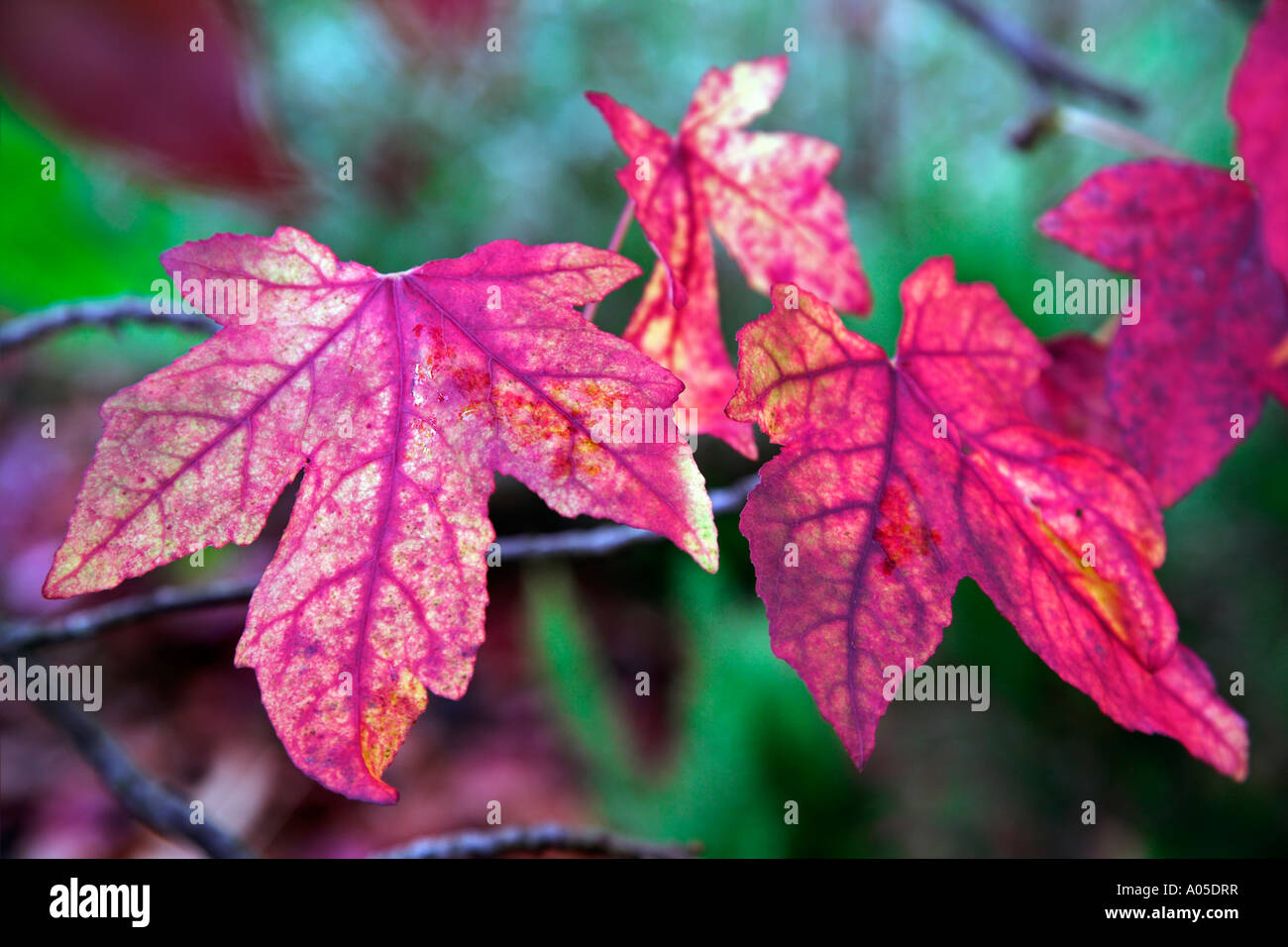 Aceri rossi Foto Stock