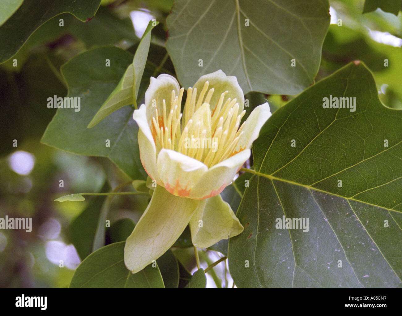 Liriodendron Tulipifera,Tulip Tree fiore in un giardino di Jersey Foto Stock