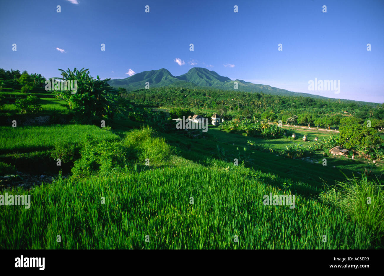 Indonesia Bali campi di riso terrazzati Mt vulcano Agung Foto Stock