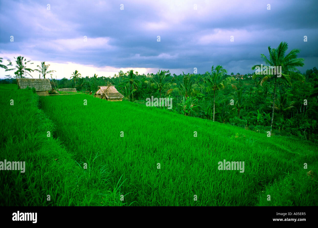Indonesia Bali campi di riso terrazzati Foto Stock