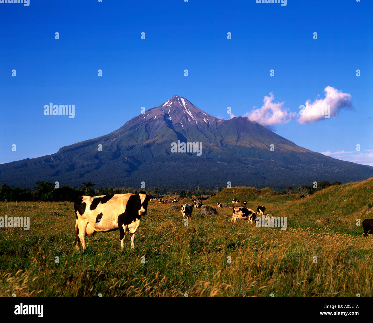 Nuova Zelanda Mt Taranaki Mouu Egmond Parco Nazionale di vacche Foto Stock