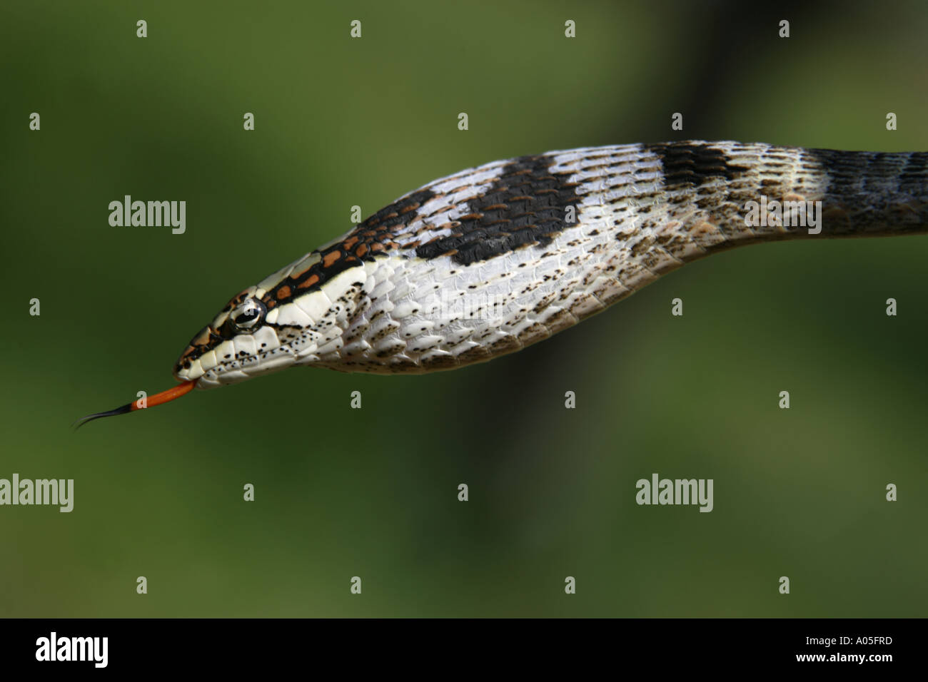 Vitigno africana o ramoscello snake, Sud Africa. Thelotornis capensis Foto Stock