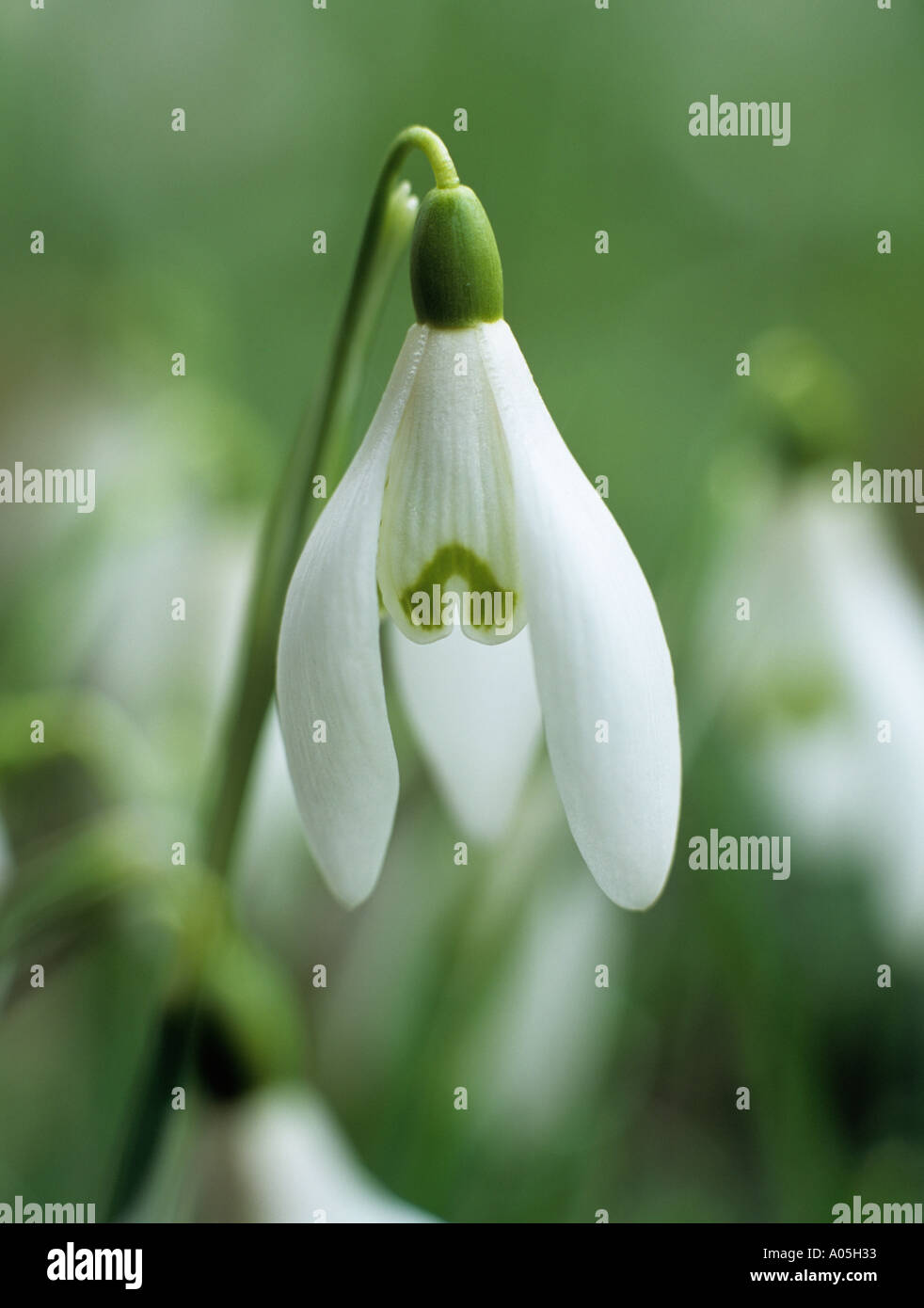 Wild Snowdrop Galanthus nivalis focalizzata sulla parte anteriore fiore nel vicino Regno Unito Inghilterra Foto Stock