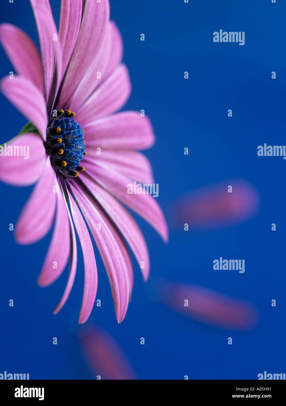 OSTEOSPERMUM LUCE VIOLA OSJOTIS Close up lato del fiore rosa back lit sfondo blu con tre 3 petali caduti Foto Stock