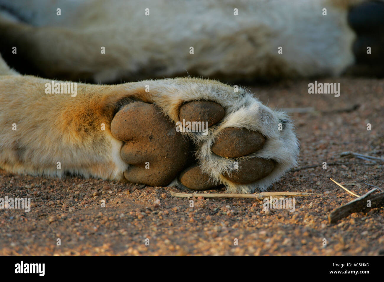 Lion paw mostra sotto stampa, Kruger Park, Sud Africa Foto Stock