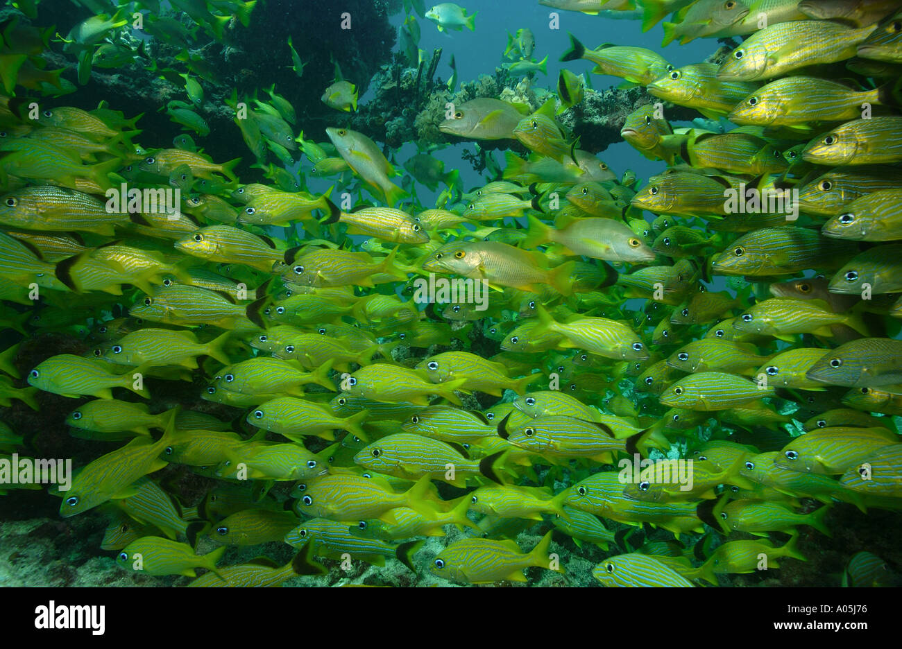 Una grande massa di scolarizzazione pesci compresa prevalentemente a strisce blu grugniti e francese GRUGNITI AMBERGRIS CAY BELIZE Foto Stock